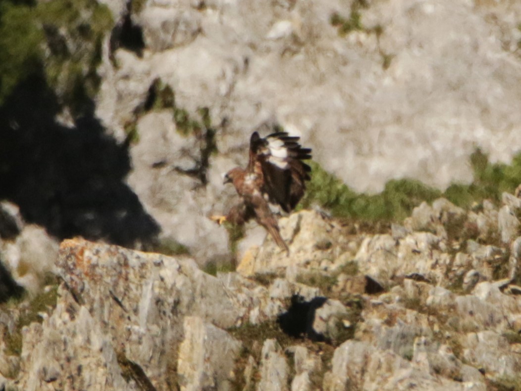 Himalayan Buzzard - Meruva Naga Rajesh