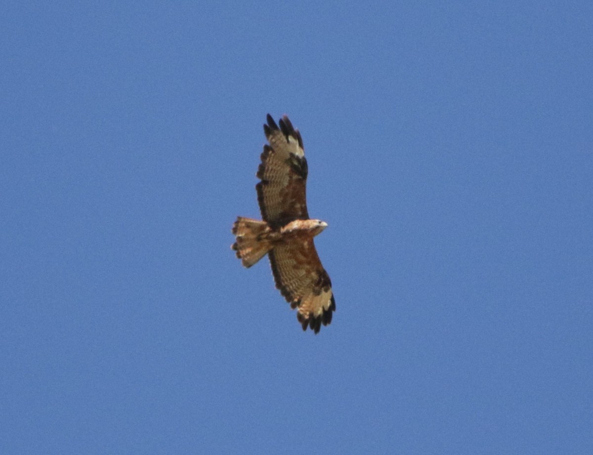 Himalayan Buzzard - Meruva Naga Rajesh