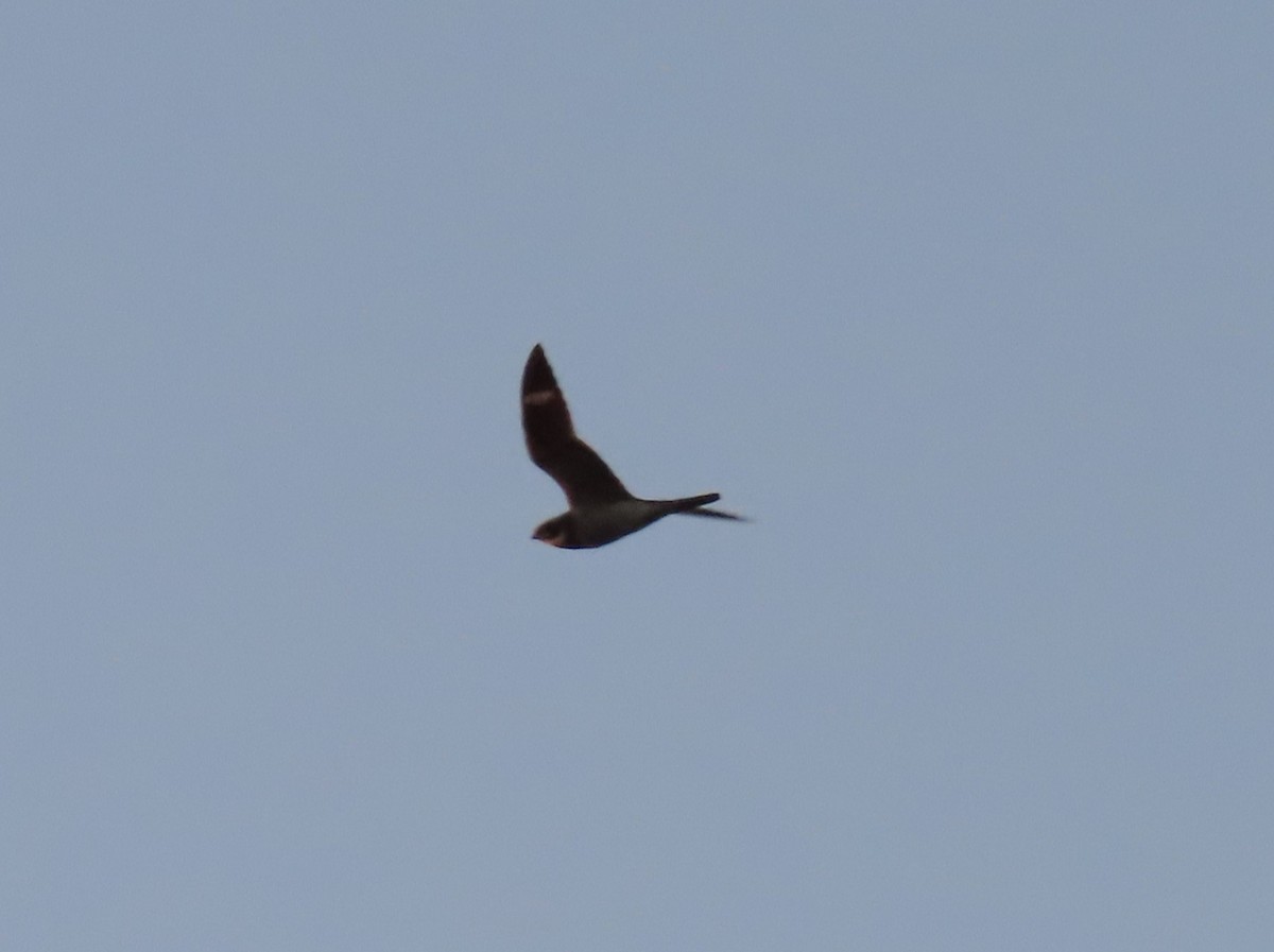 Common Nighthawk - Pamela Hunt