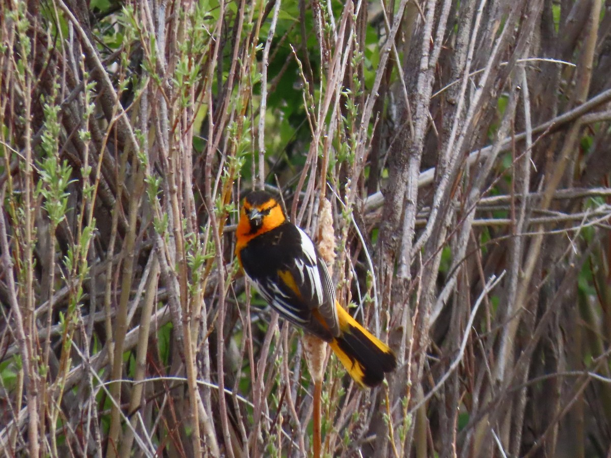 Bullock's Oriole - ML618824080