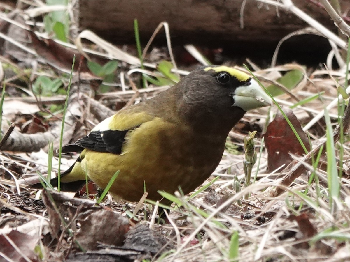 Evening Grosbeak - Mike Blancher