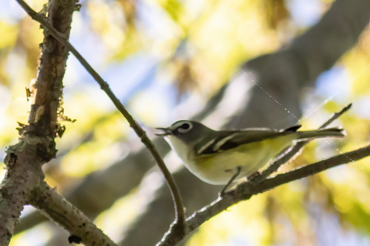 Blue-headed Vireo - Craig Kingma