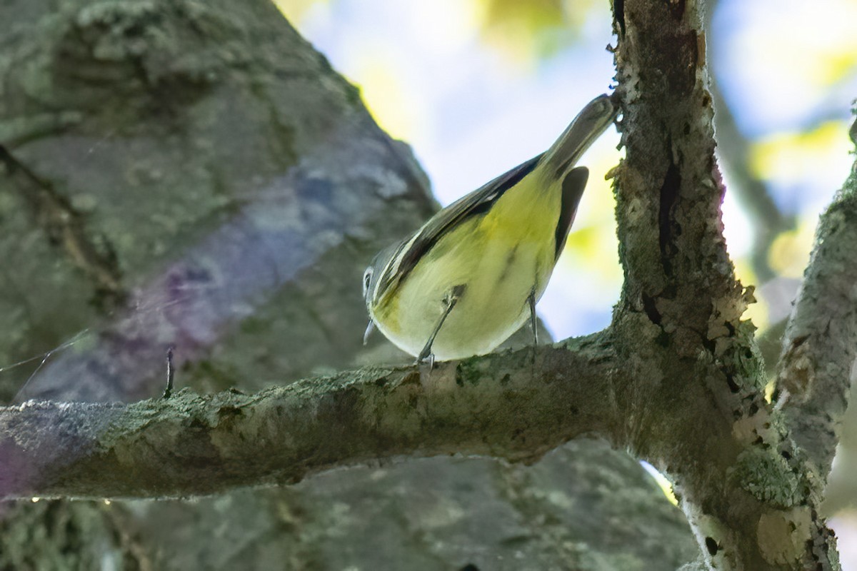 Blue-headed Vireo - ML618824097