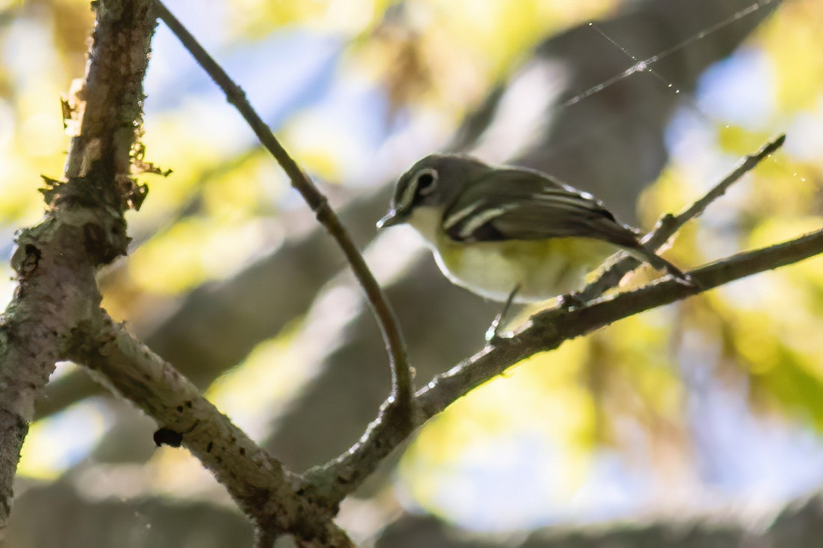 Vireo Solitario - ML618824098