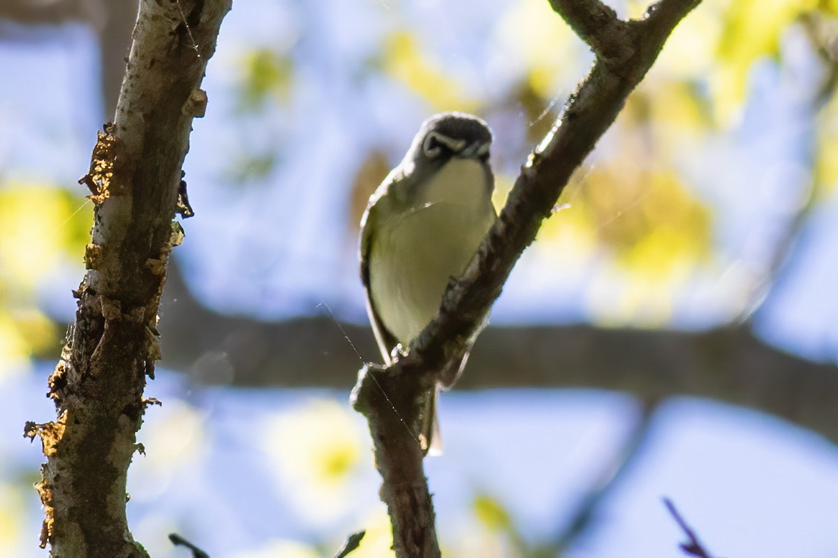 Blue-headed Vireo - ML618824099