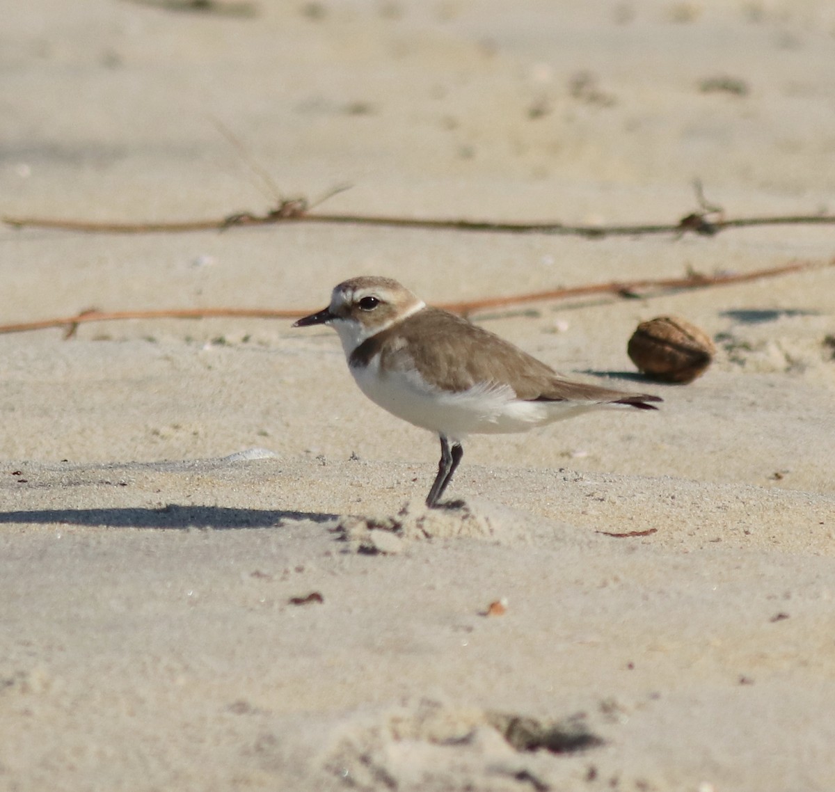 Kentish Plover - Afsar Nayakkan