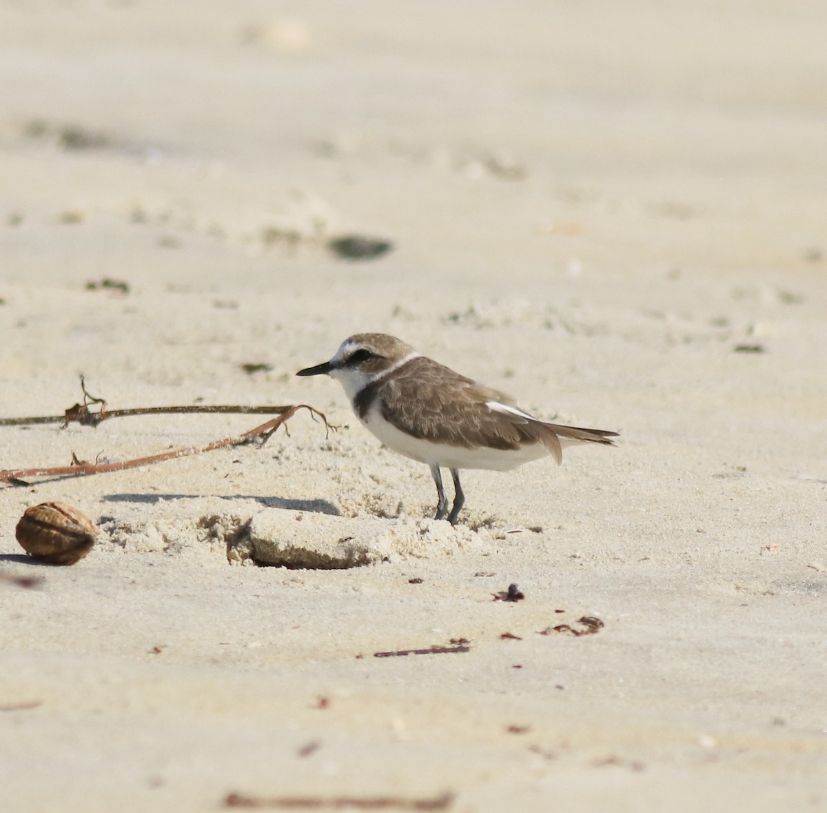 Kentish Plover - Afsar Nayakkan