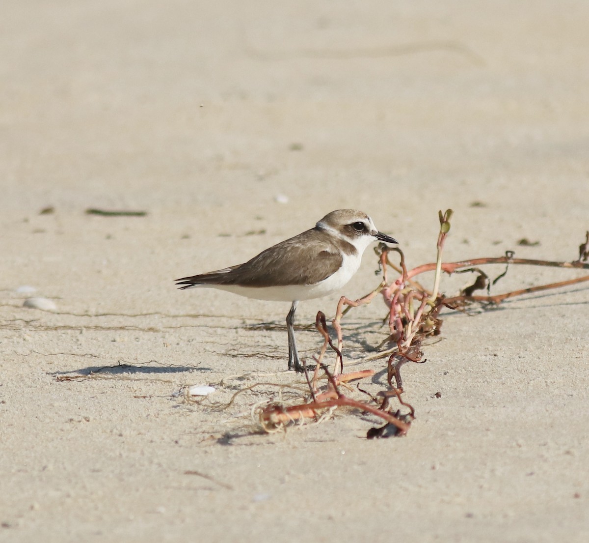 Kentish Plover - Afsar Nayakkan