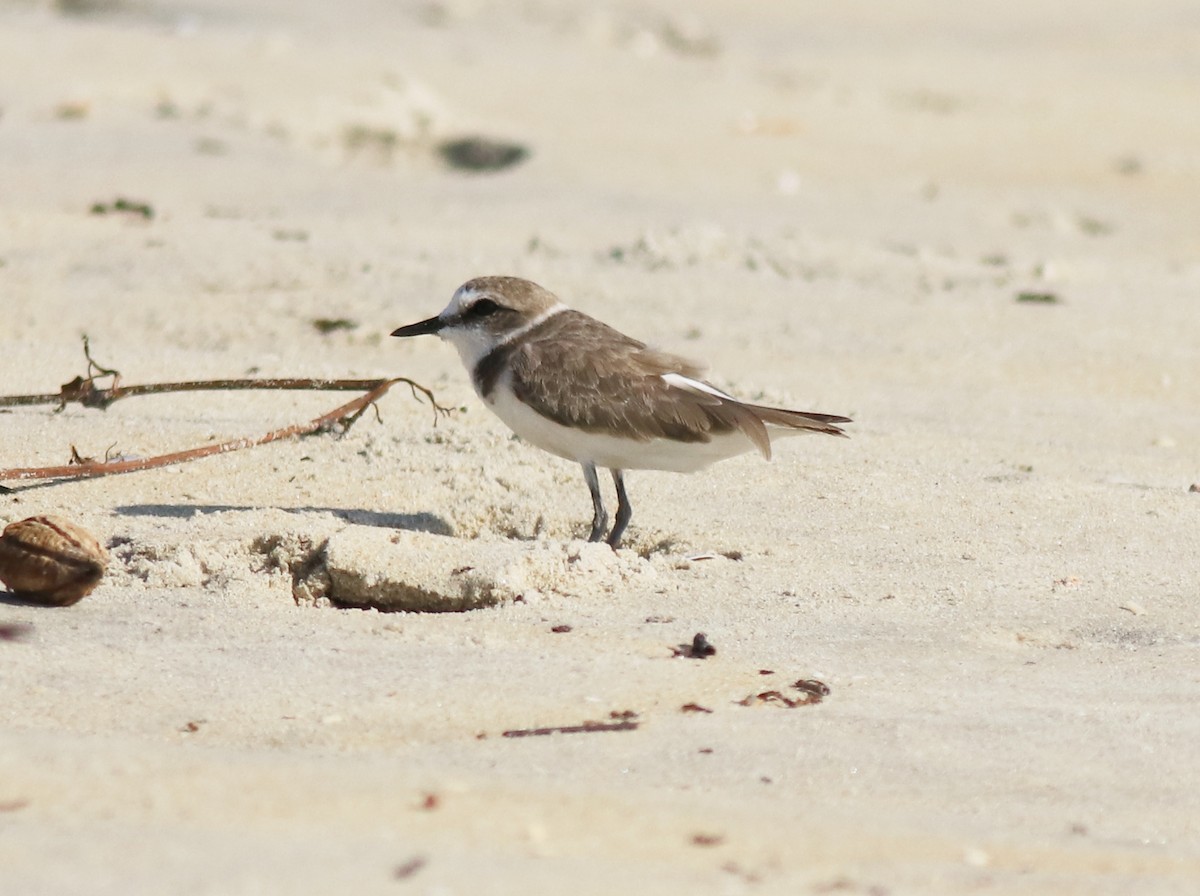 Kentish Plover - Afsar Nayakkan