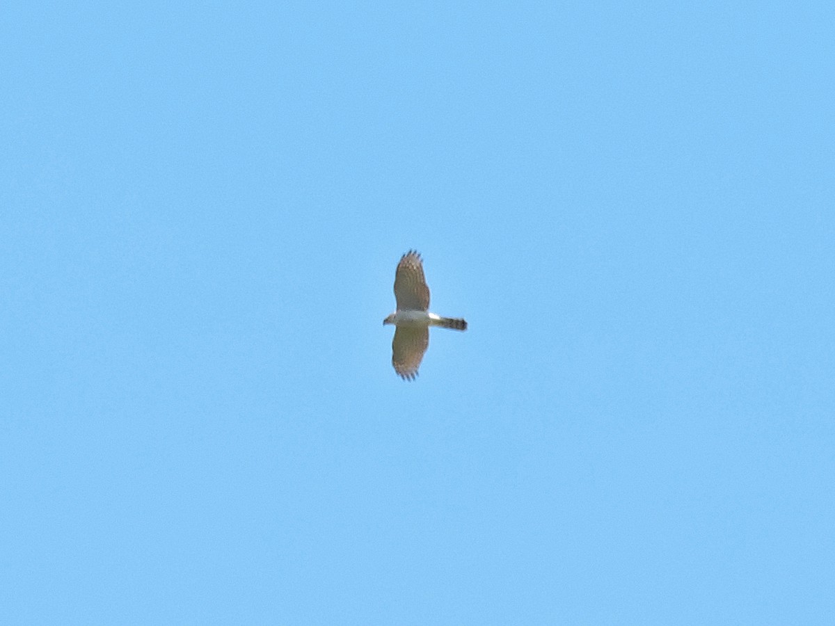 Eurasian Sparrowhawk - Jorge Rodal