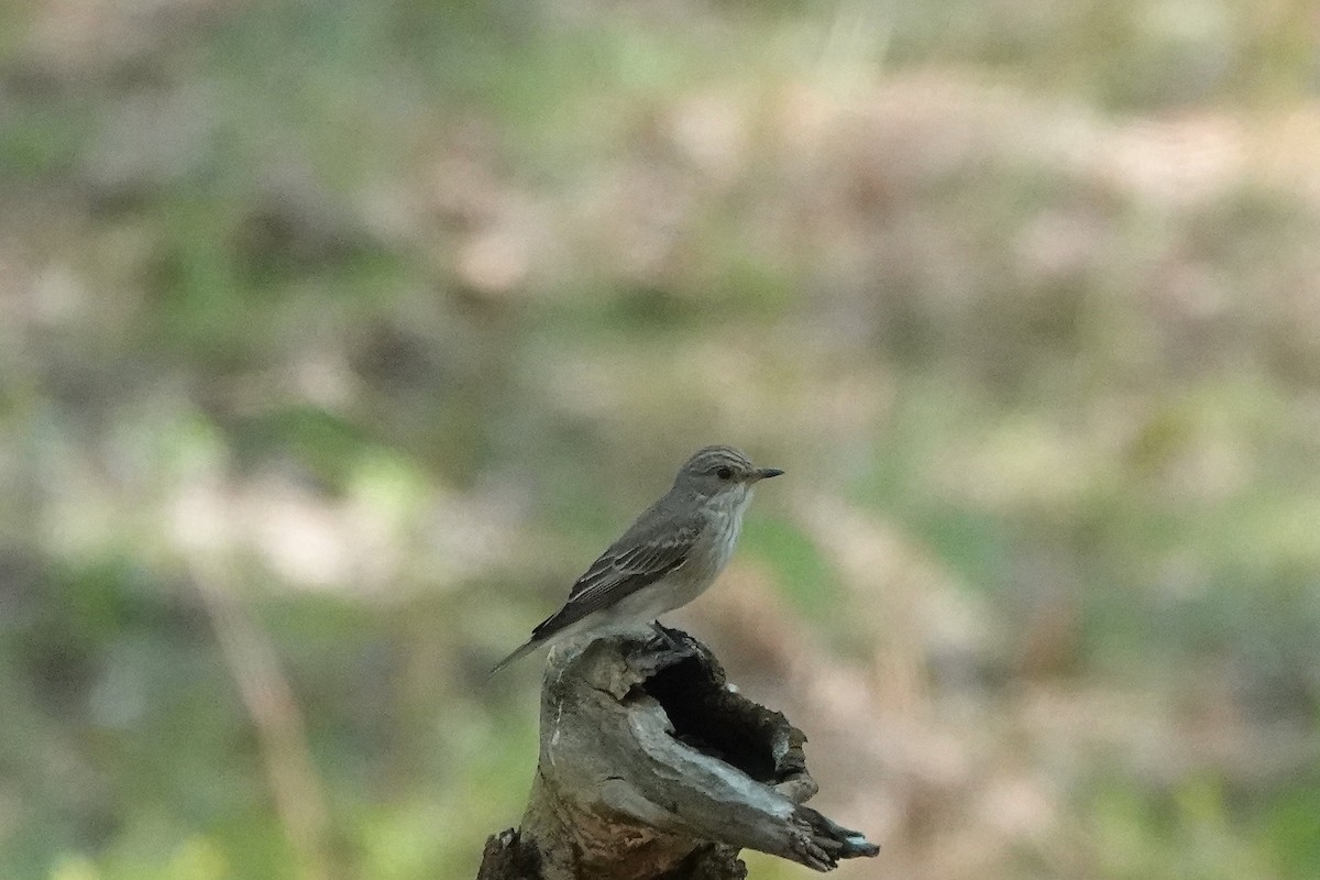 Spotted Flycatcher - Roly Pitts