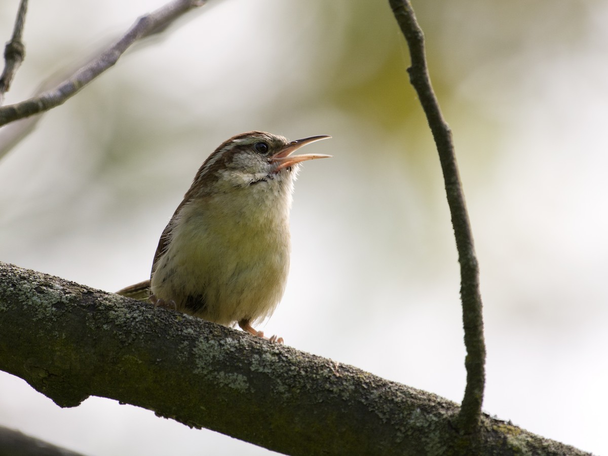 Carolina Wren - T C