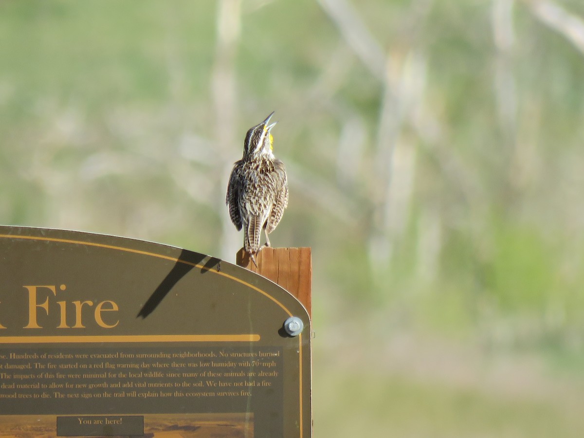 Western Meadowlark - Mary Geder