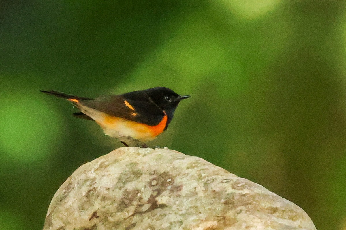 American Redstart - Mary Barritt