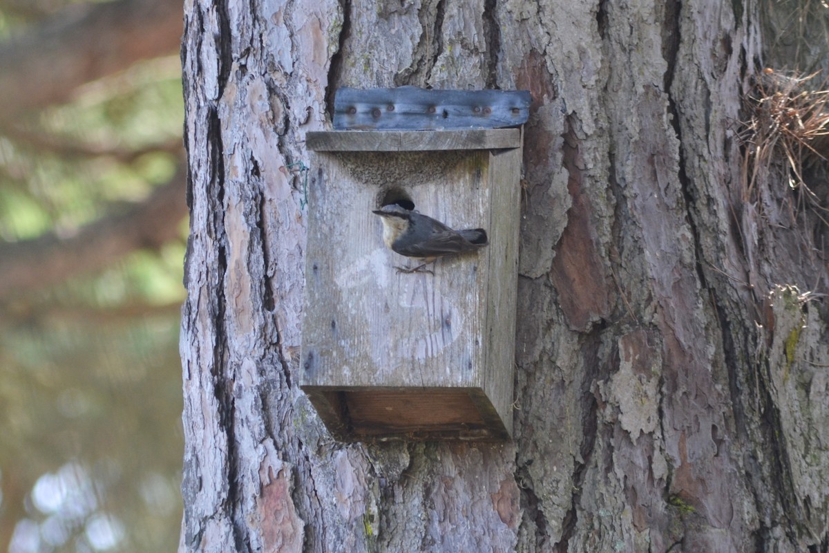 Eurasian Nuthatch - Paulo  Roncon