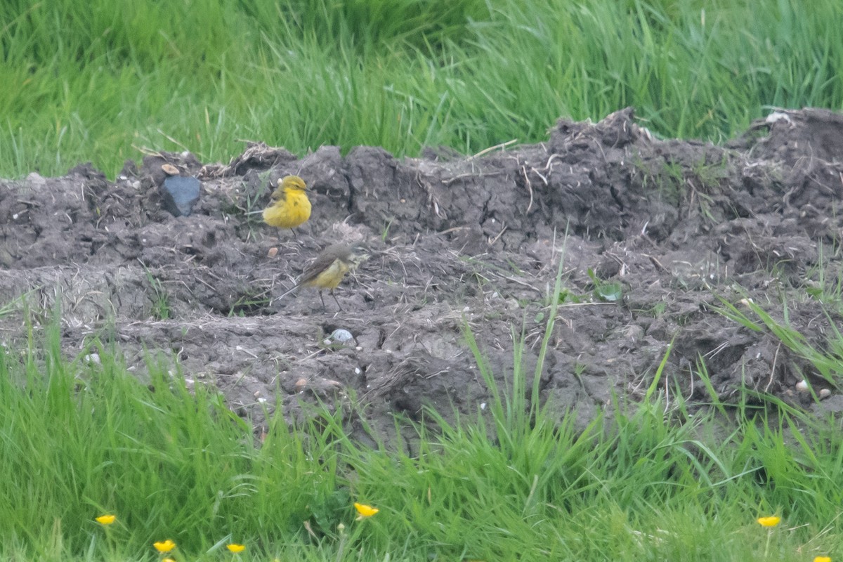 Western Yellow Wagtail - David Campbell