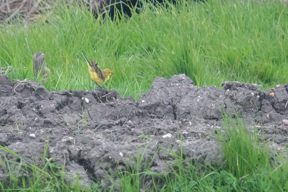 Western Yellow Wagtail - David Campbell