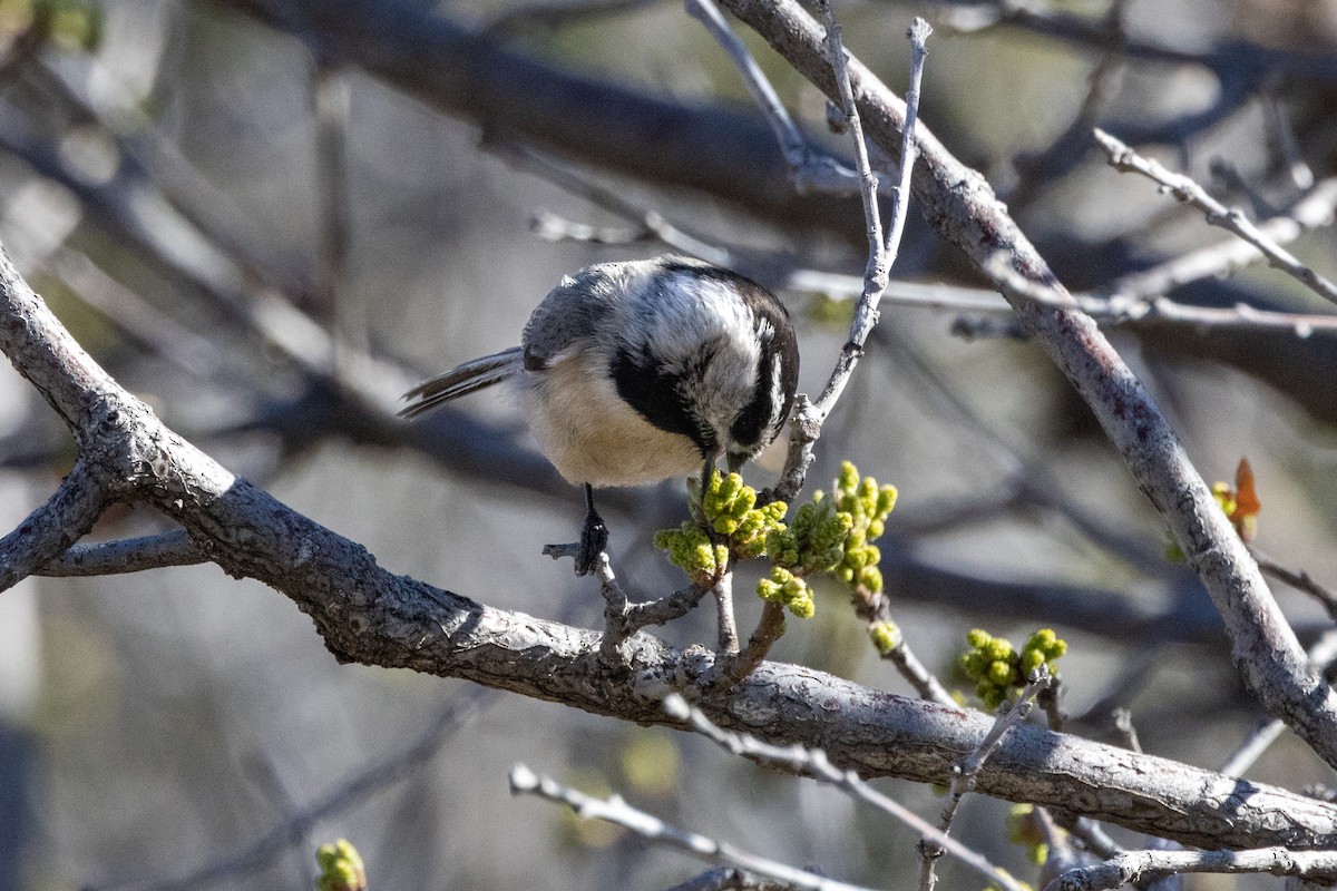 Mountain Chickadee - Chris Scott