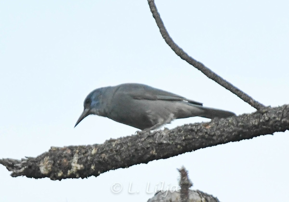 Pinyon Jay - Lorri Lilja