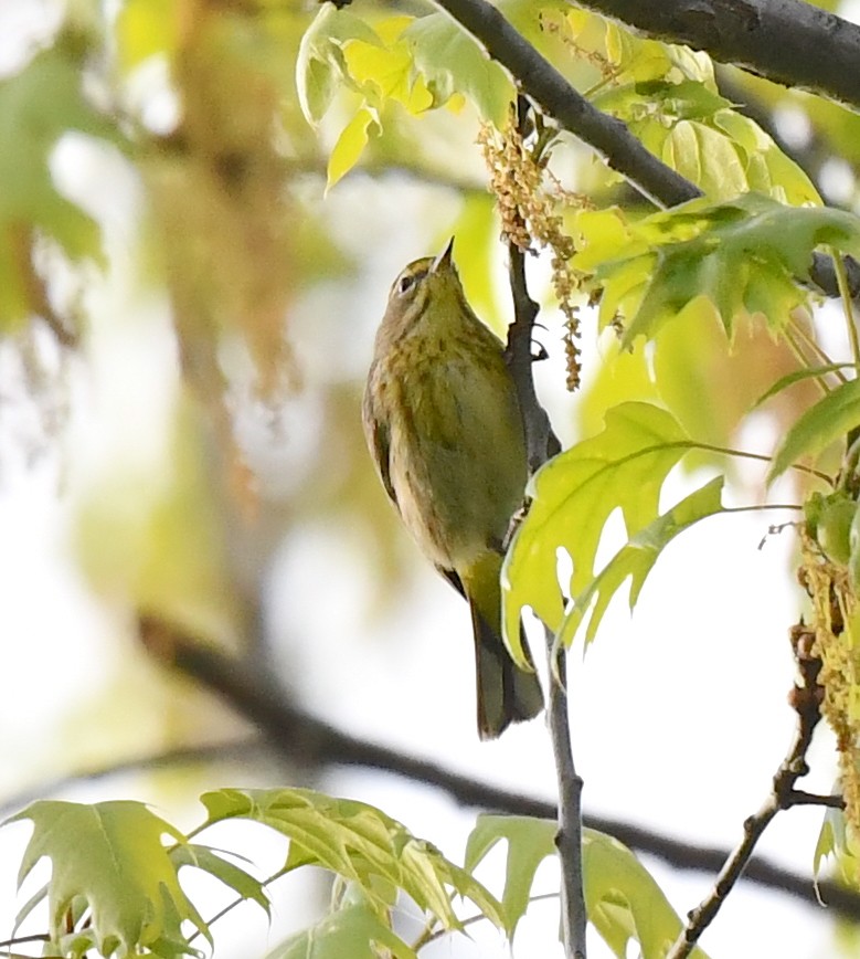 Palm Warbler - Kristen Cart