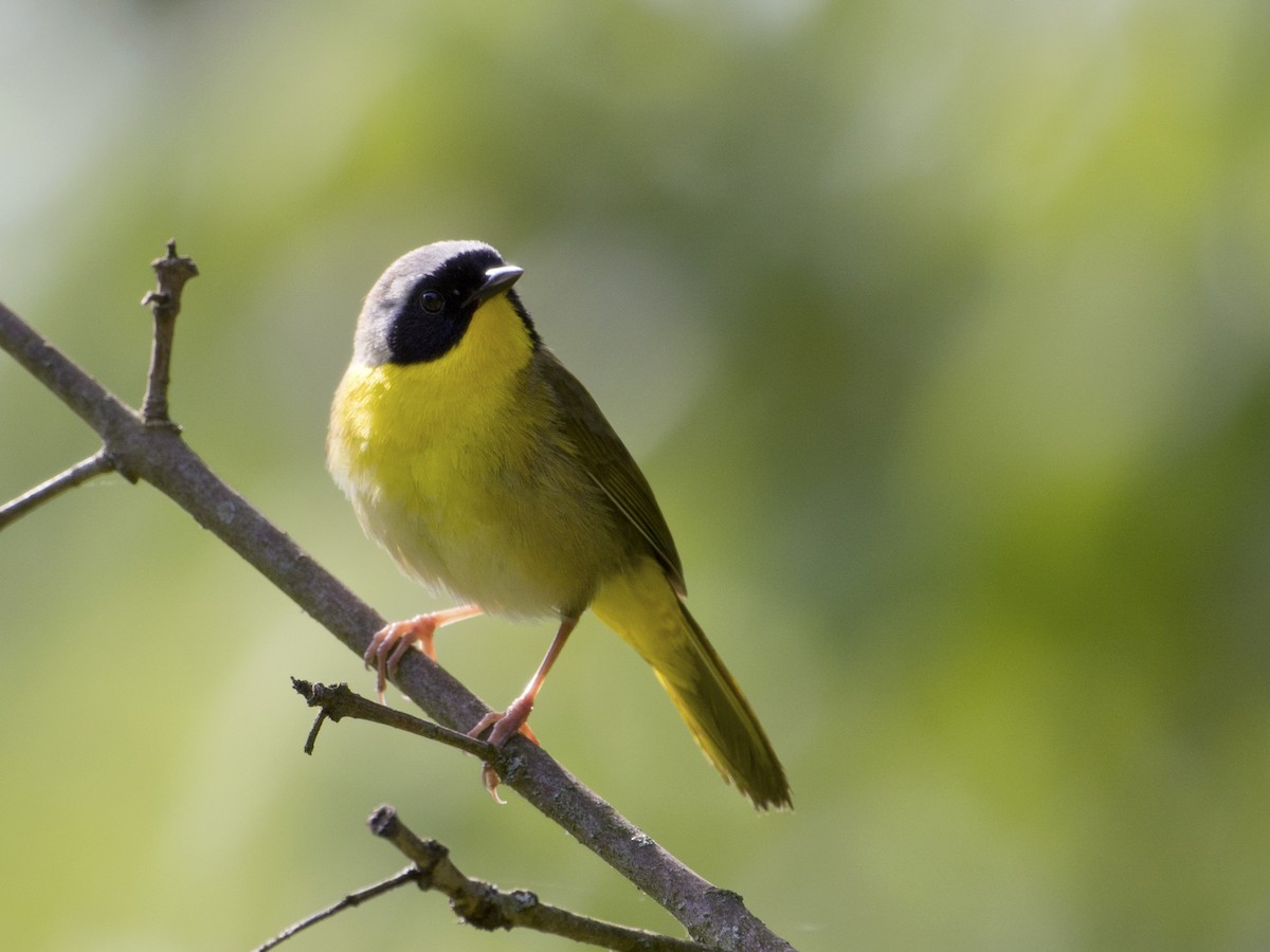 Common Yellowthroat - T C