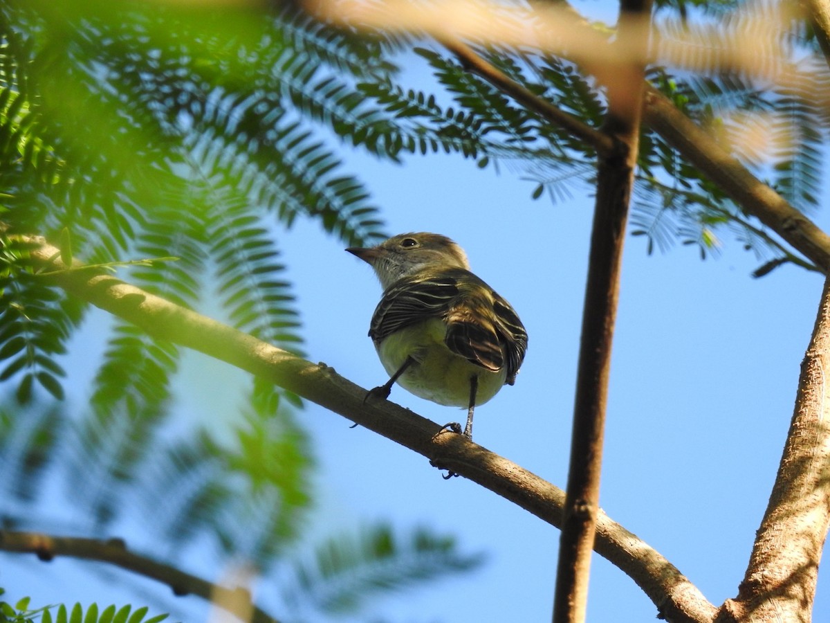 Small-billed Elaenia - Leonardo Bordin