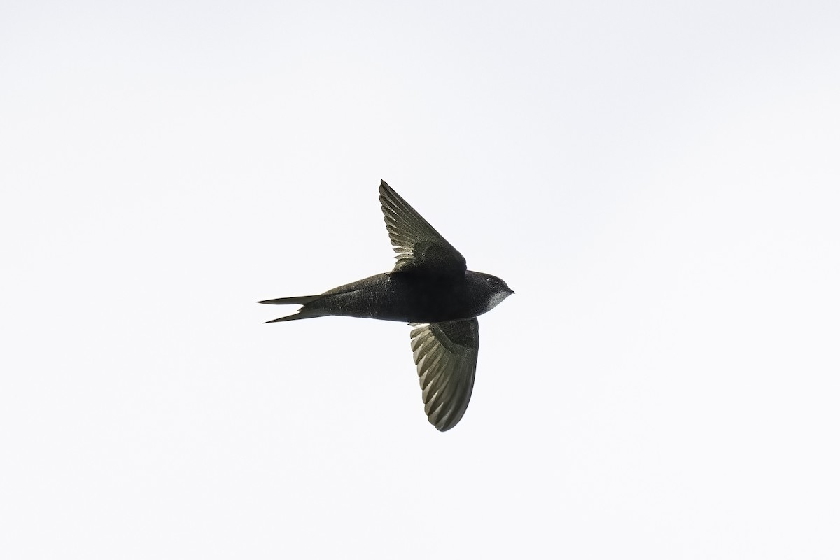 Common Swift - Guido Van den Troost