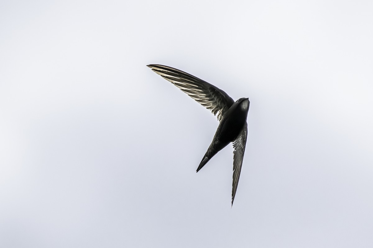 Common Swift - Guido Van den Troost