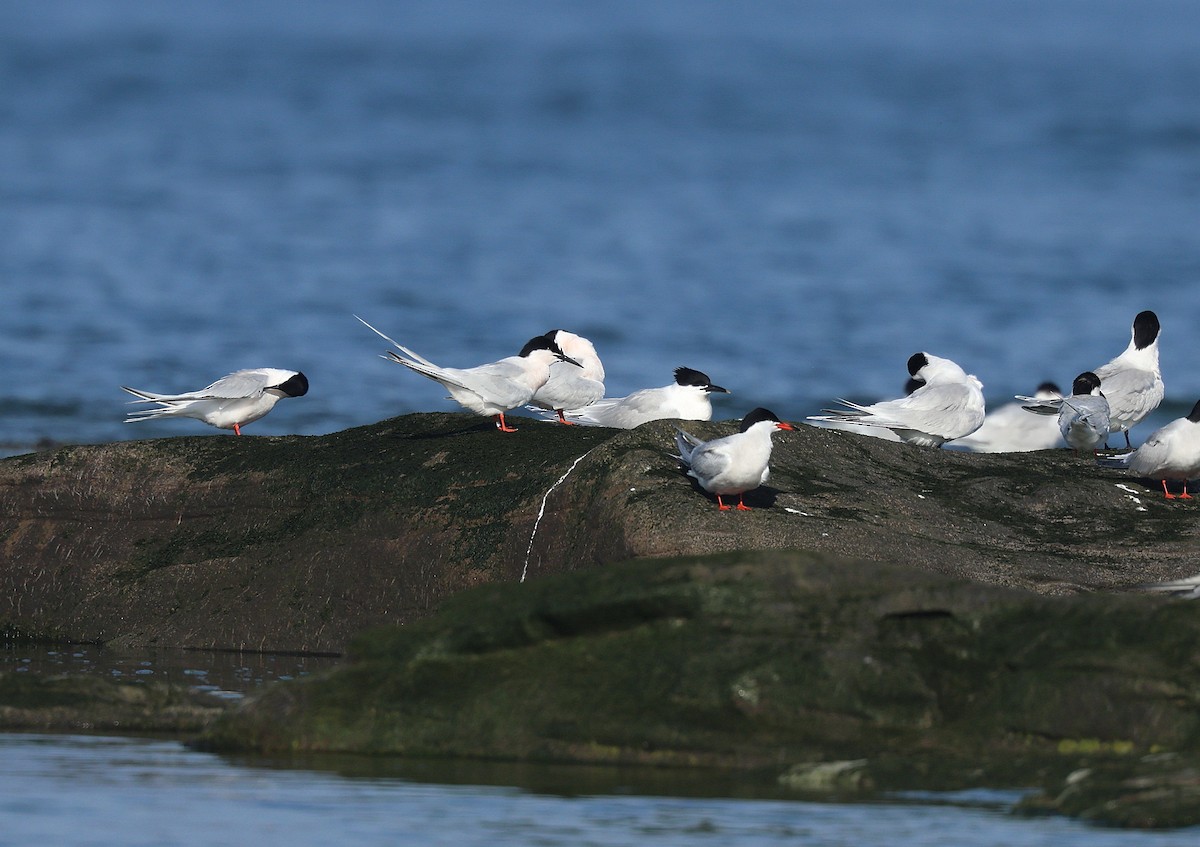 Roseate Tern - Neil Osborne