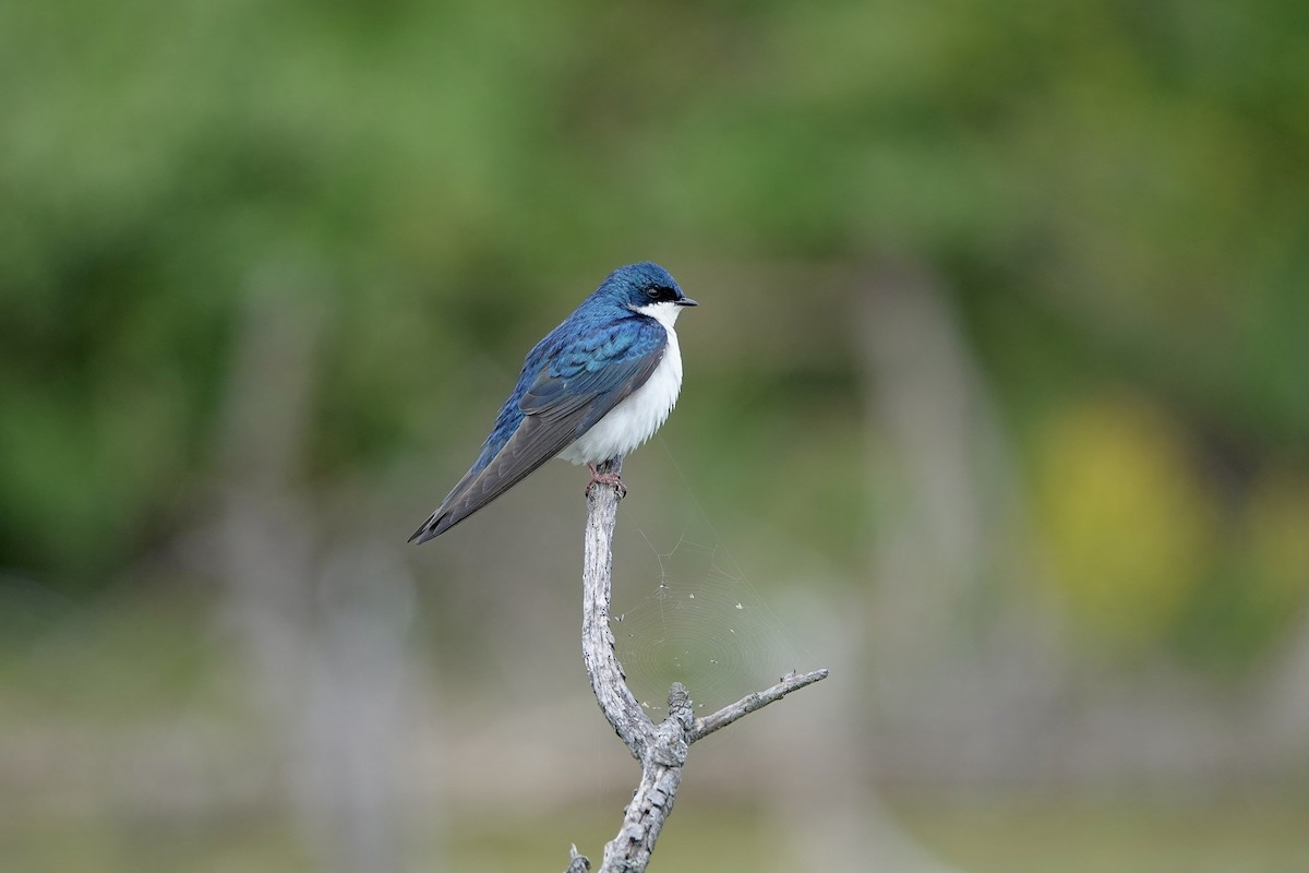 Tree Swallow - Carol MacKenzie