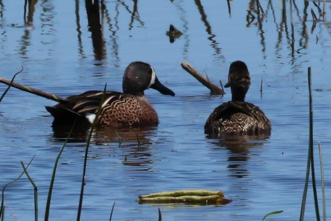 Blue-winged Teal - ML618824164