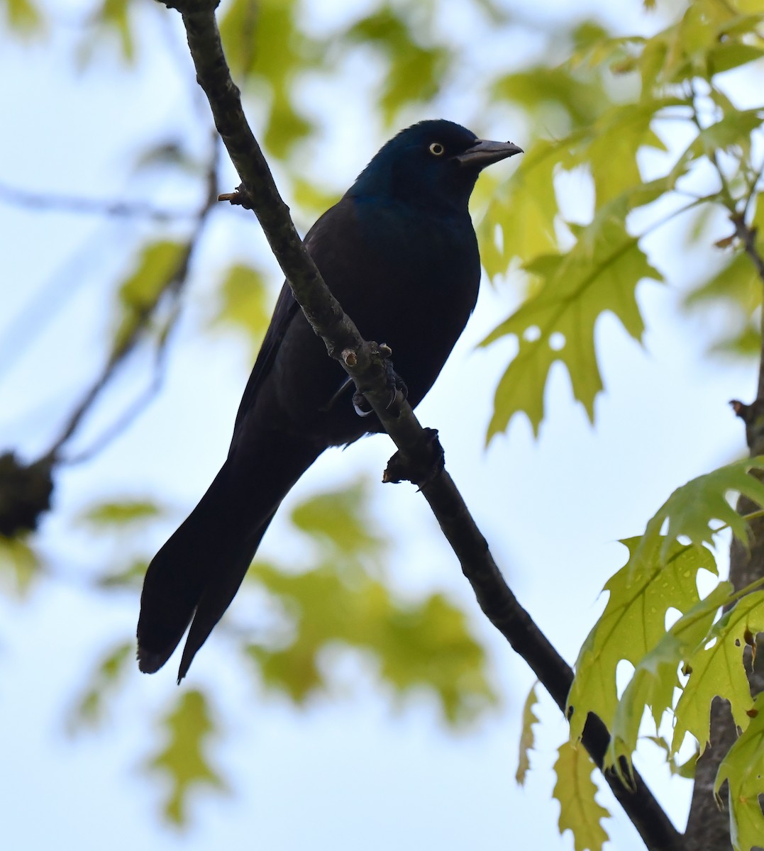 Common Grackle - Kristen Cart