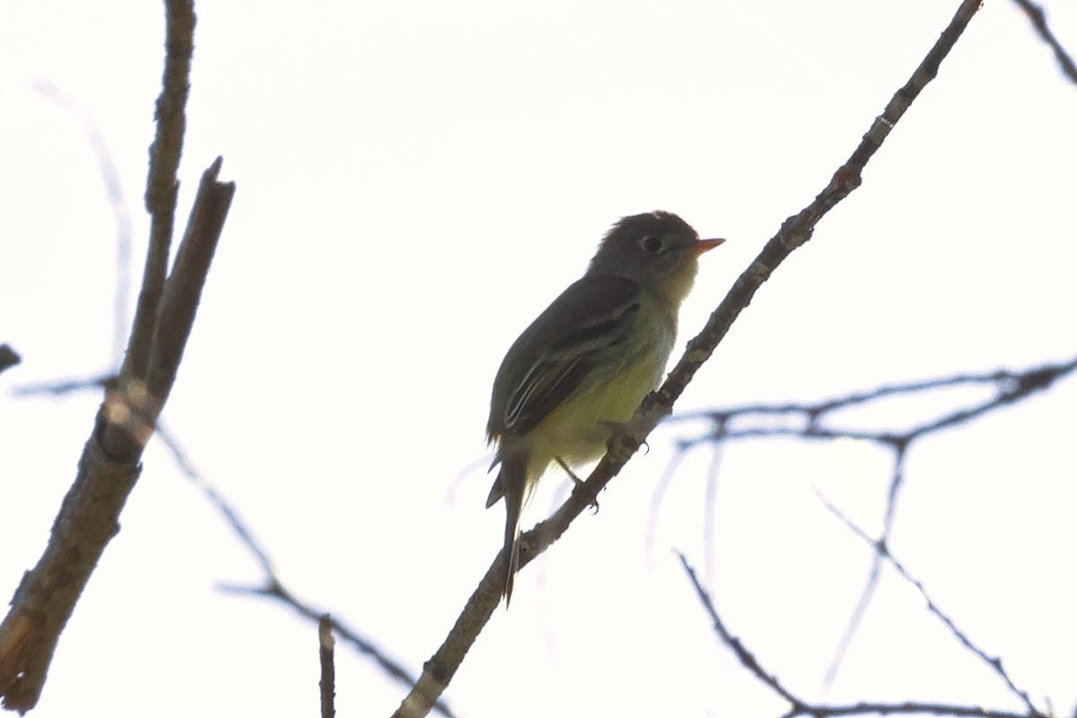 Least Flycatcher - Paul Prappas