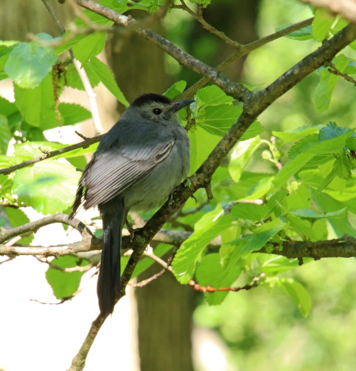 Gray Catbird - Tom Nolan