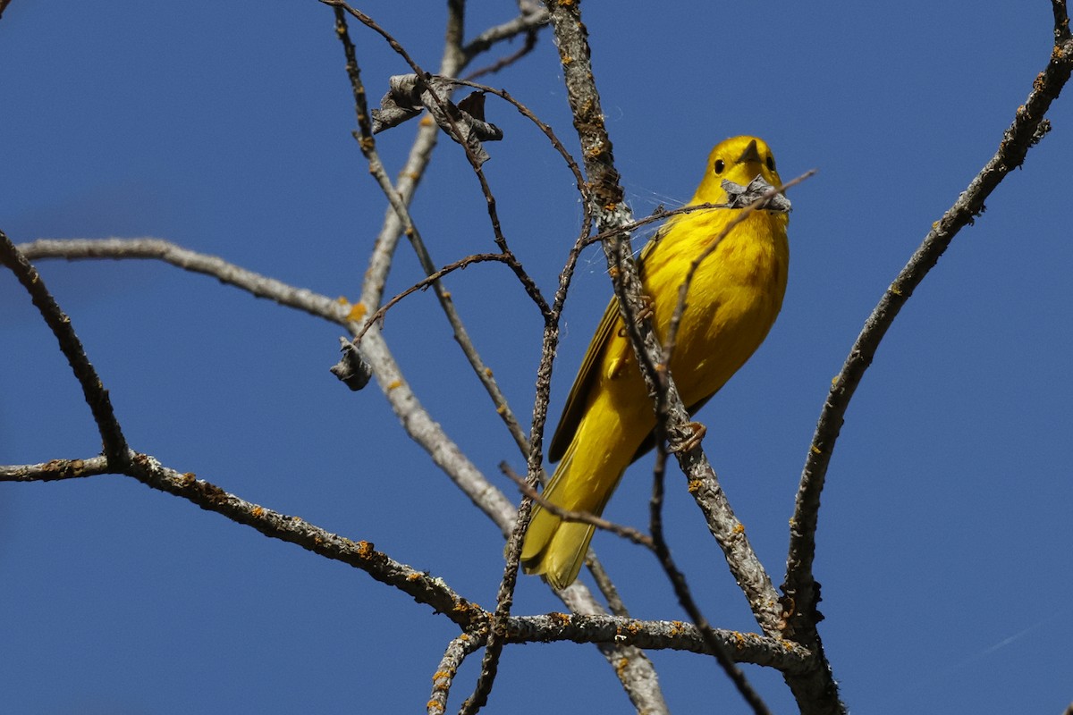 Yellow Warbler - Paul Prappas