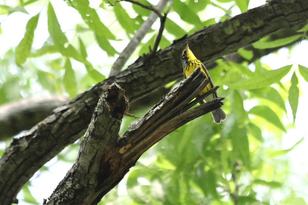 Canada Warbler - Yichuan Jin