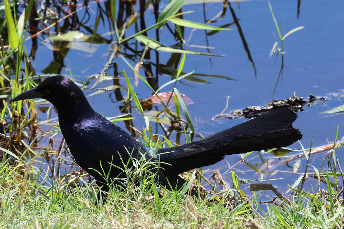 Great-tailed Grackle - Vern Bothwell