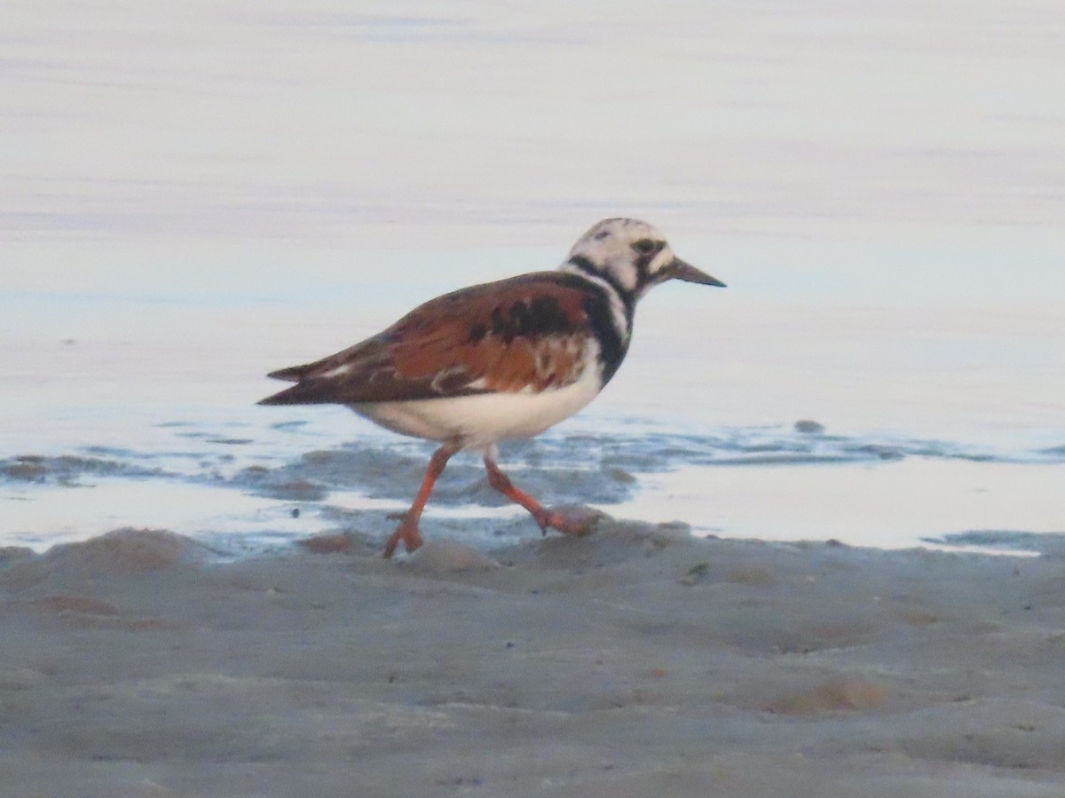 Ruddy Turnstone - ML618824228