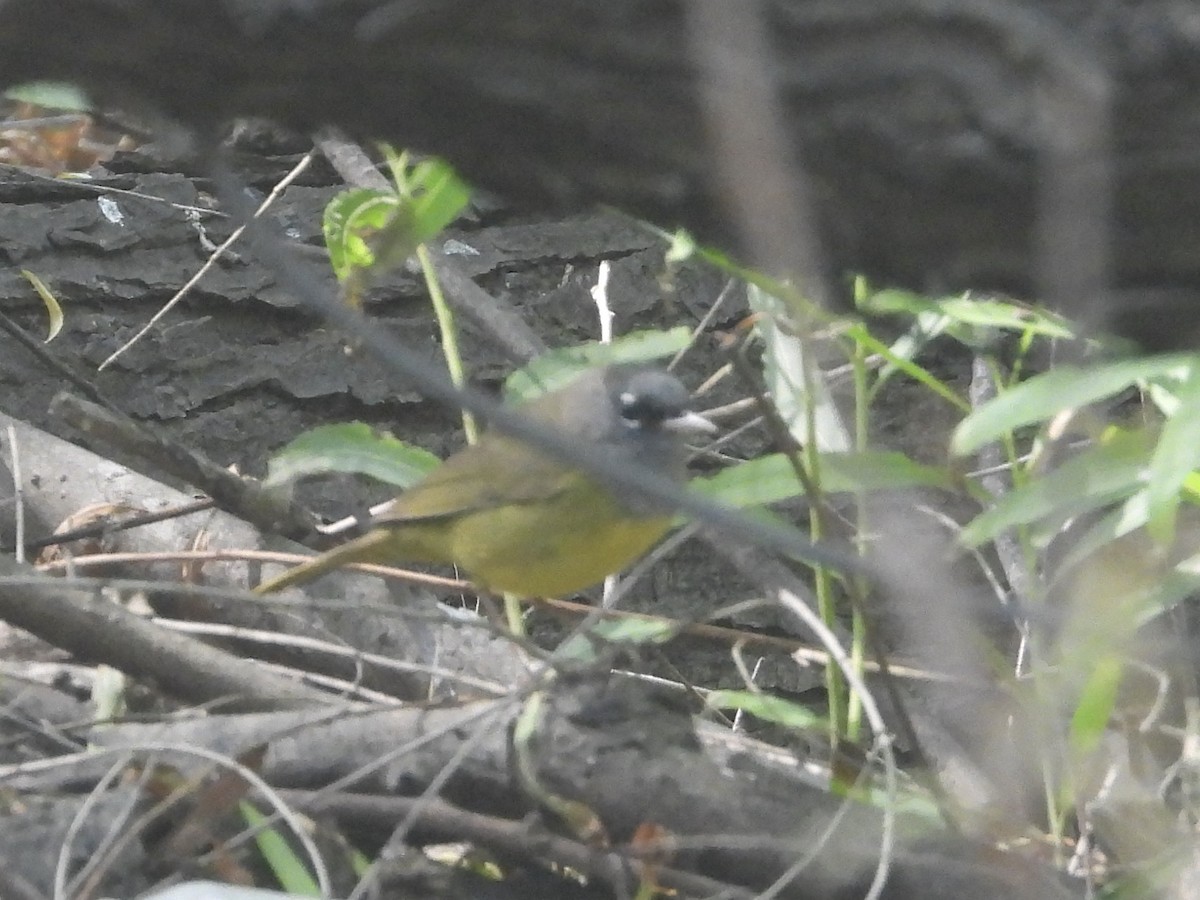 MacGillivray's Warbler - Zadok P