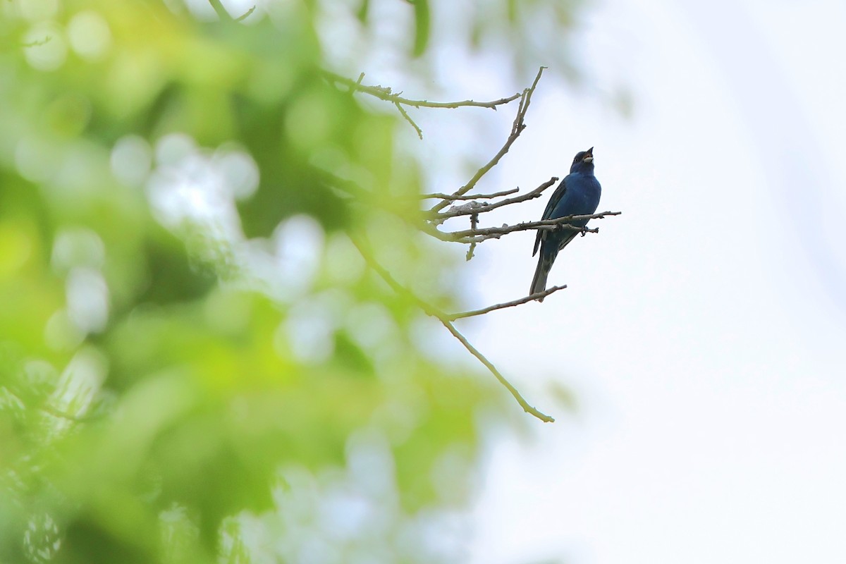 Indigo Bunting - Yichuan Jin