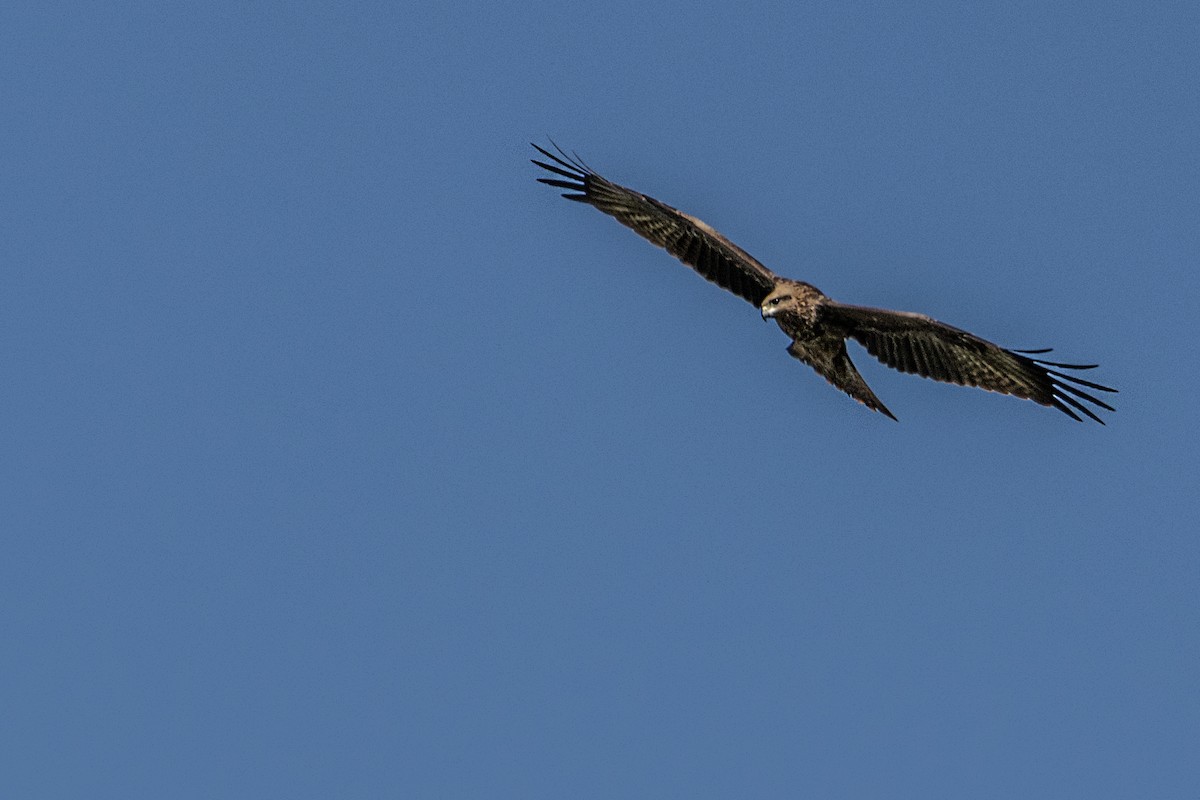 Black Kite - Ido Ben-Itzhak