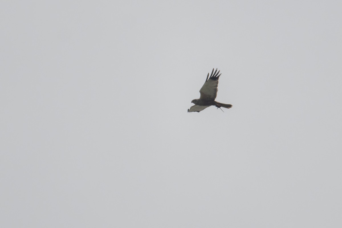 Western Marsh Harrier - David Campbell