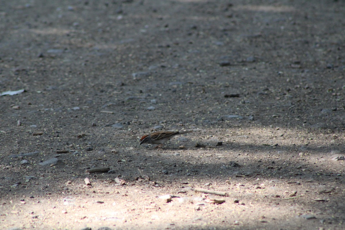 Chipping Sparrow - Julio Pallares León