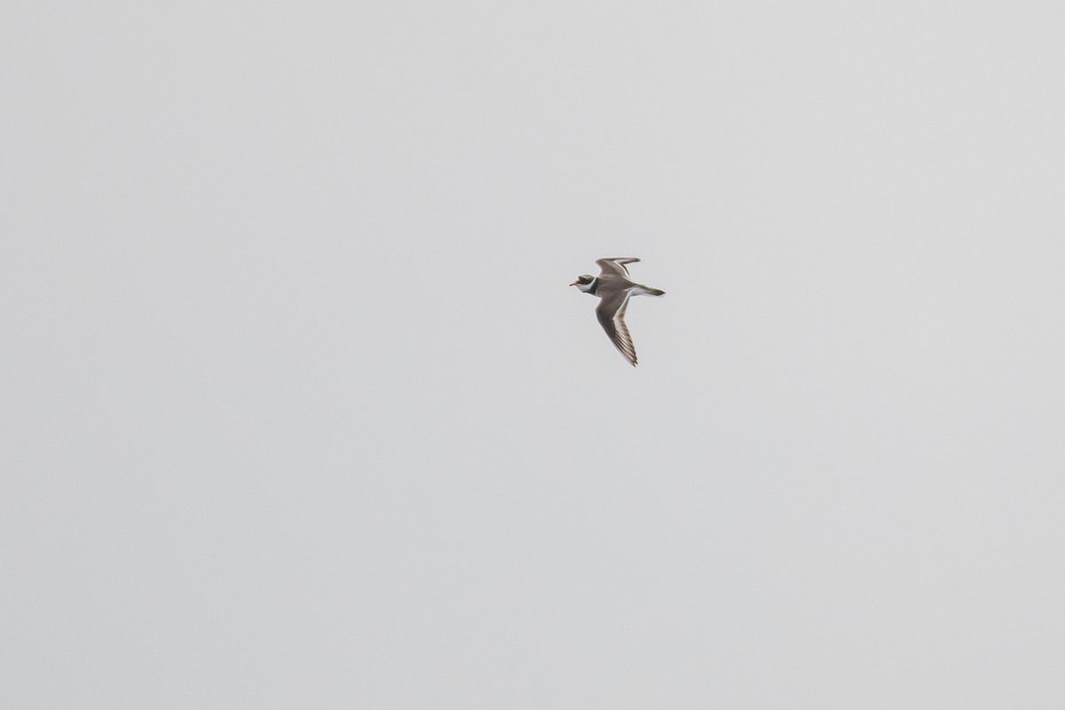 Common Ringed Plover - David Campbell