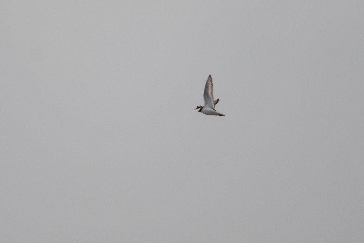 Common Ringed Plover - David Campbell