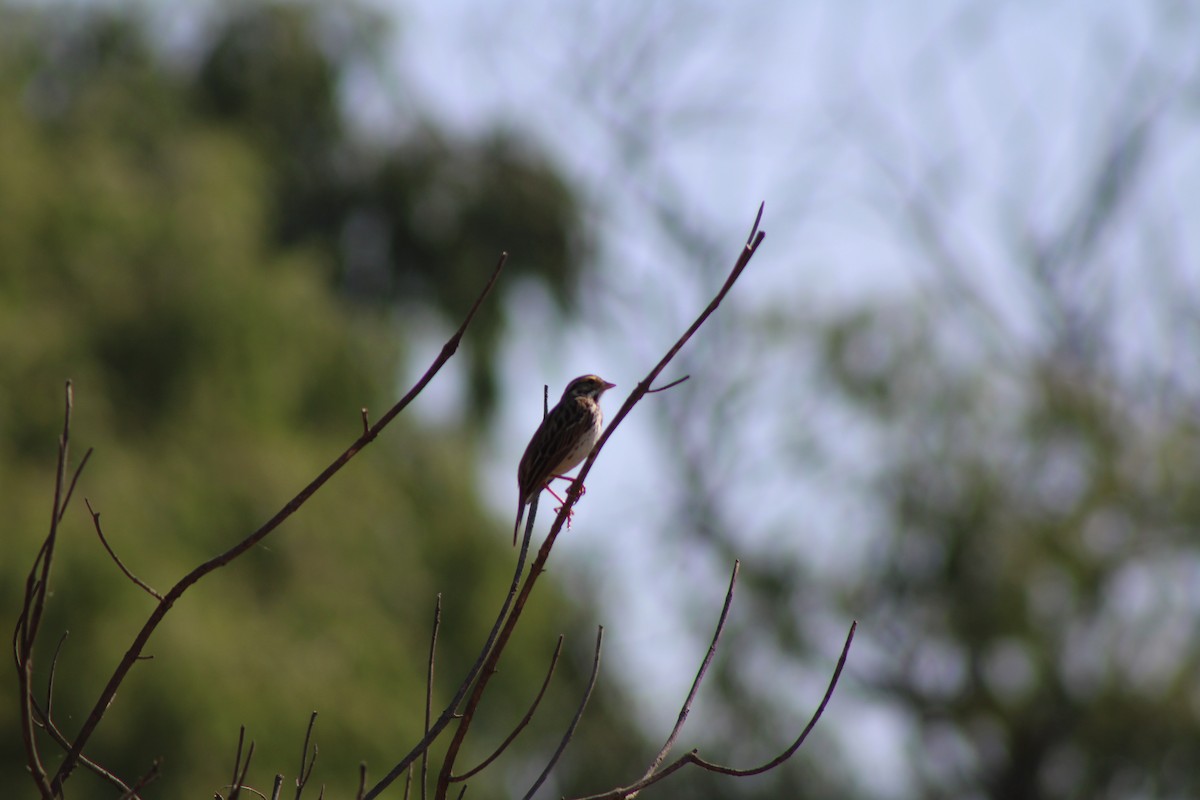 Savannah Sparrow - ML618824289