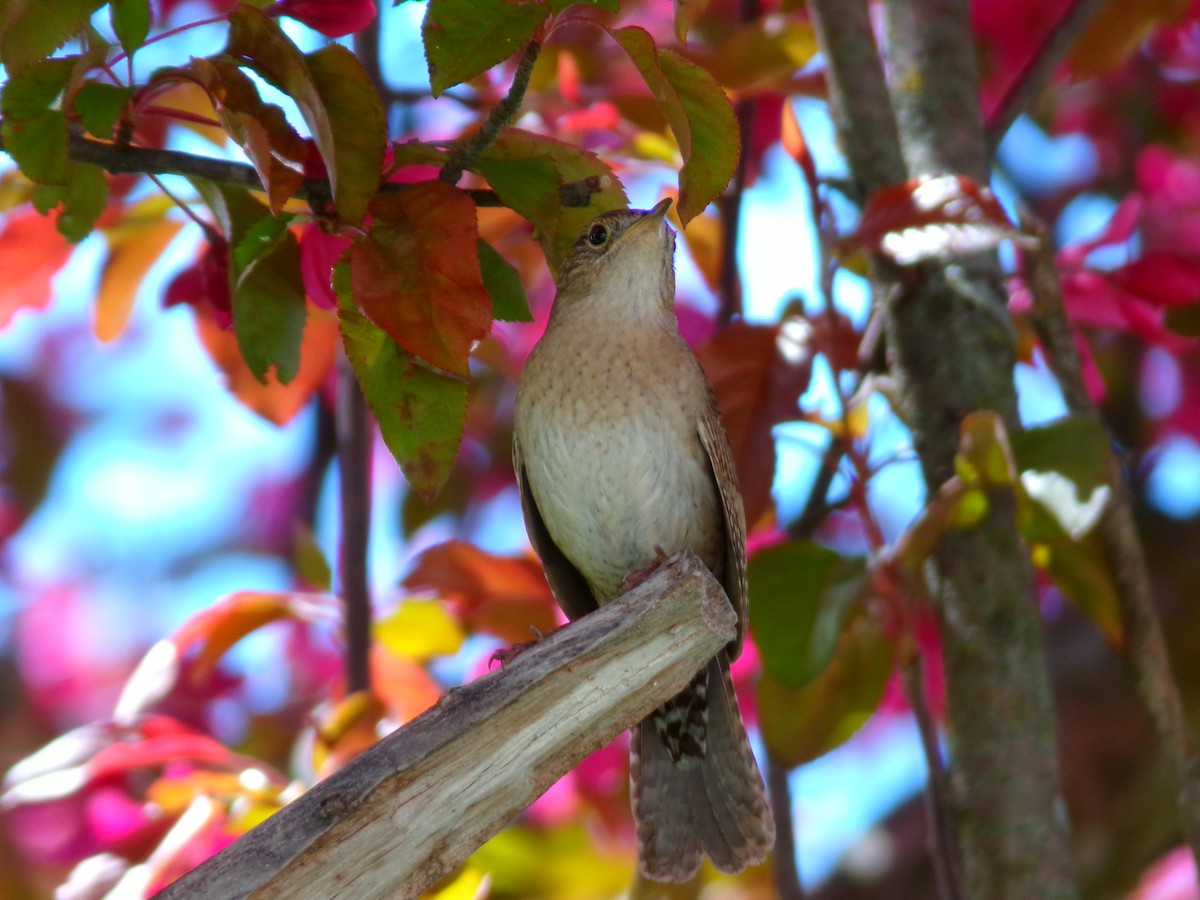 House Wren - Kara Bean