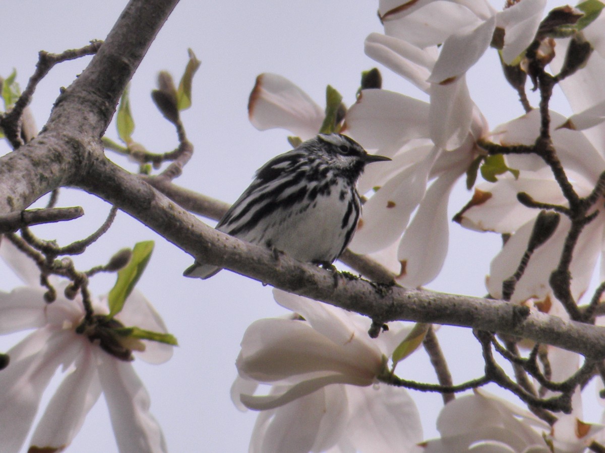 Black-and-white Warbler - ML618824296