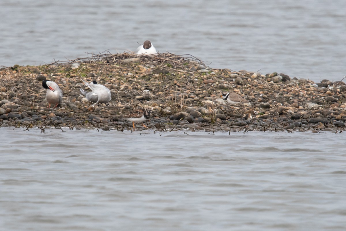 Ruddy Turnstone - David Campbell