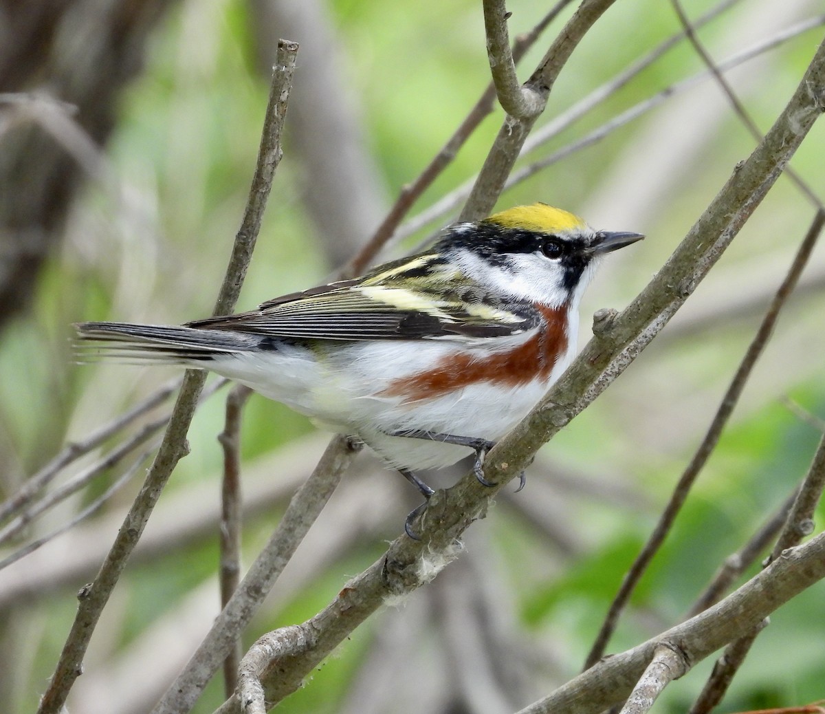 Chestnut-sided Warbler - Zadok P